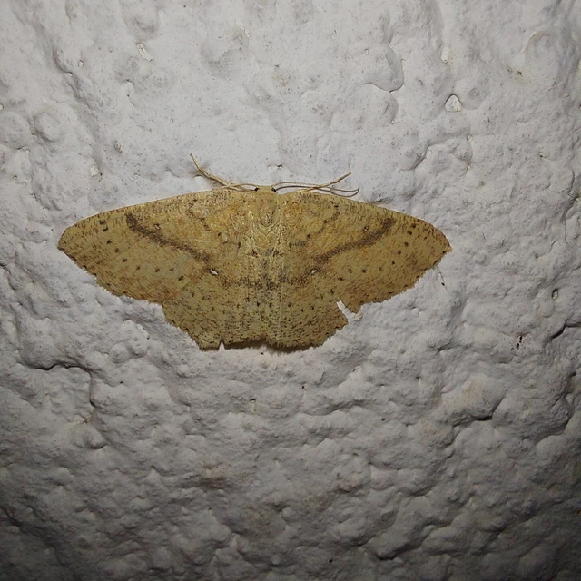 Cyclophora ruficiliaria - vörösrojtú pettyesaraszoló