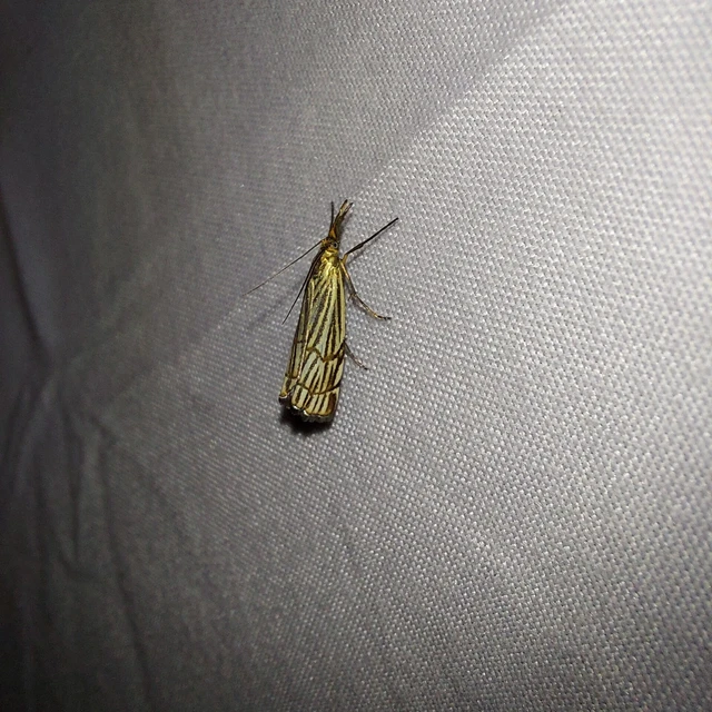 Chrysocramboides craterella - rácsos fűgyökérmoly