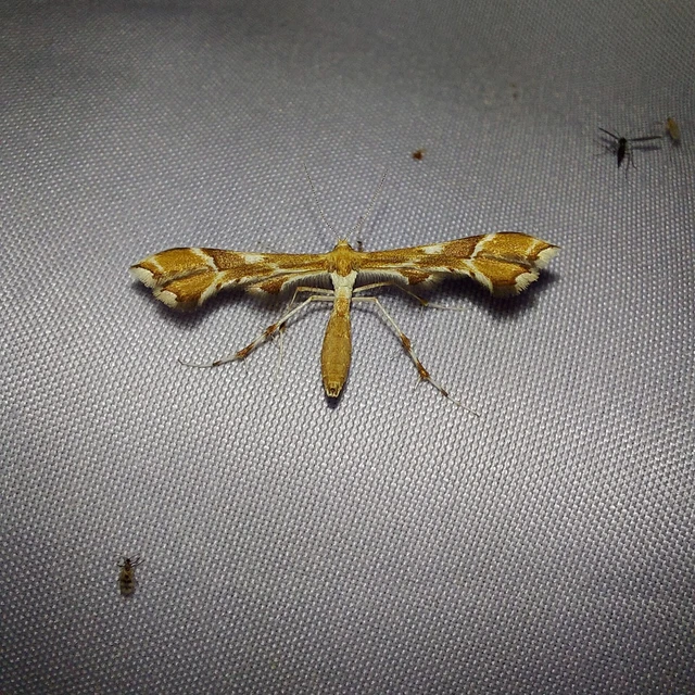 Cnaemidophorus rhododactyla - rózsabogyó-tollasmoly