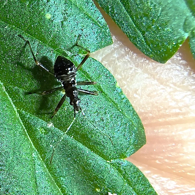 Nabidae - tolvajpoloskák