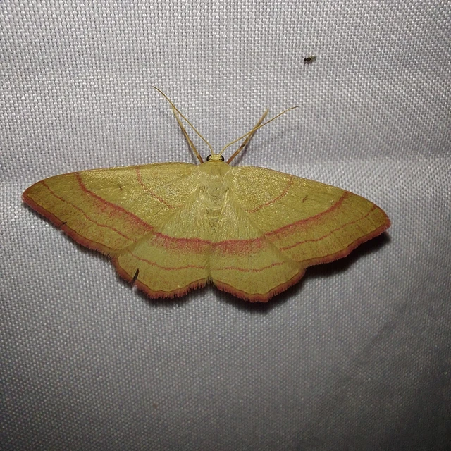 Rhodostrophia vibicaria - pirosszélű araszoló
