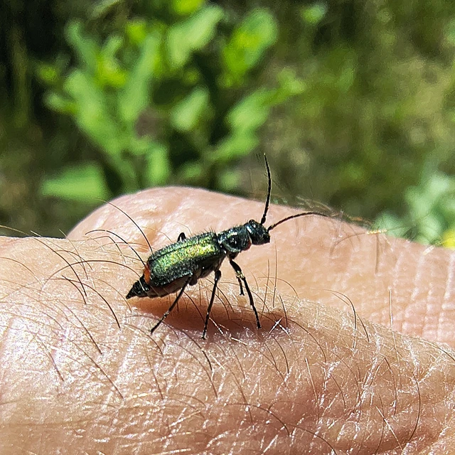 Melyridae - sziklaibogár-félék