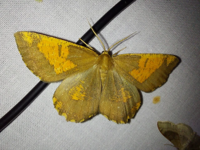 Angerona prunaria - sárga kökényaraszoló