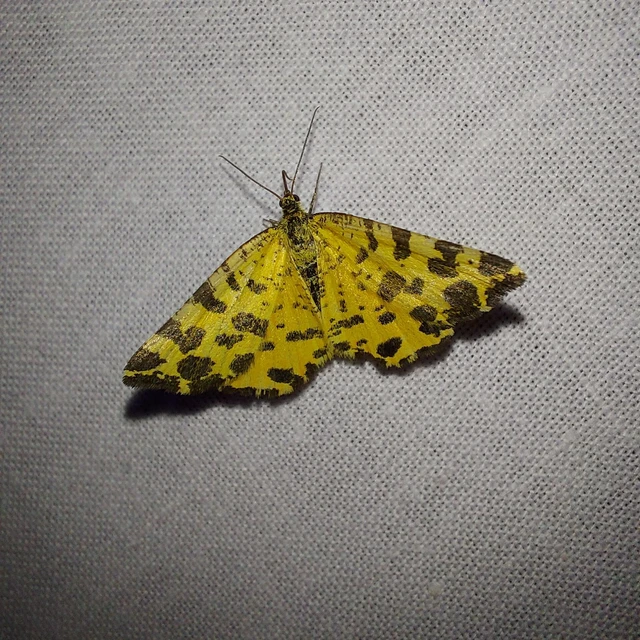 Pseudopanthera macularia - párducfoltos araszoló