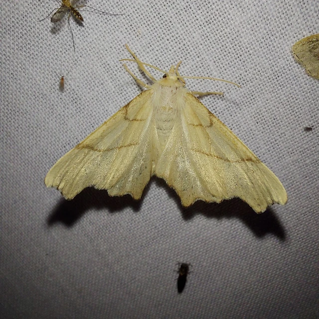 Ennomos erosaria - hársfa-levélaraszoló