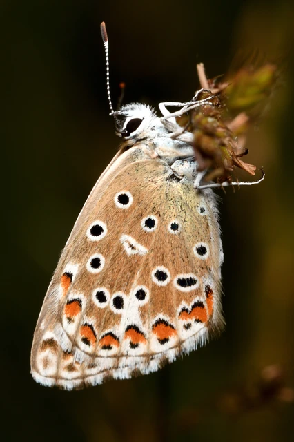 Polyommatus bellargus - égszínű boglárka