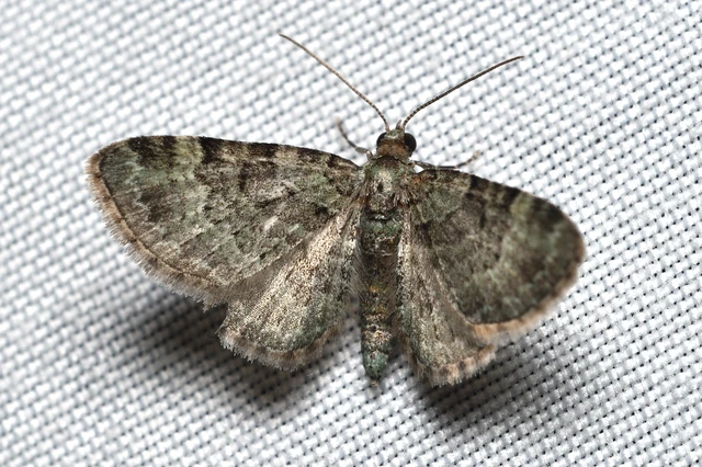 Pasiphila rectangulata - almavirág-araszoló