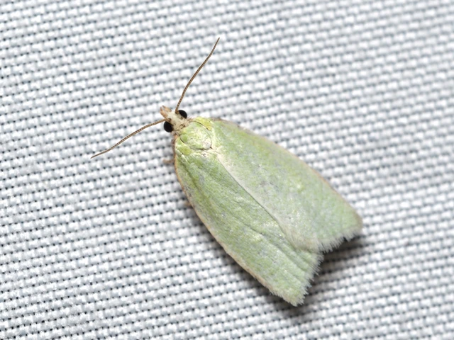Tortrix viridana - tölgyilonca