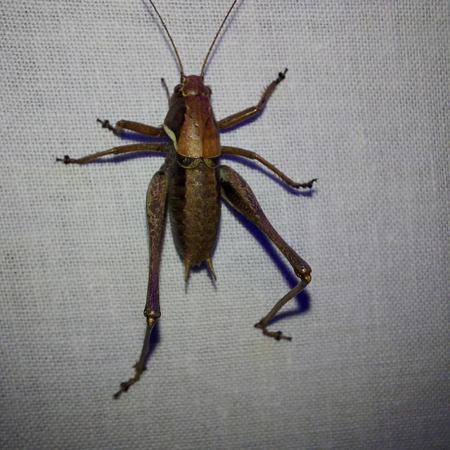 Pholidoptera aptera - nagy avarszöcske