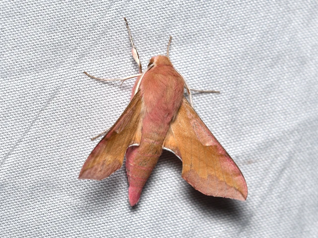 Deilephila porcellus - piros szender