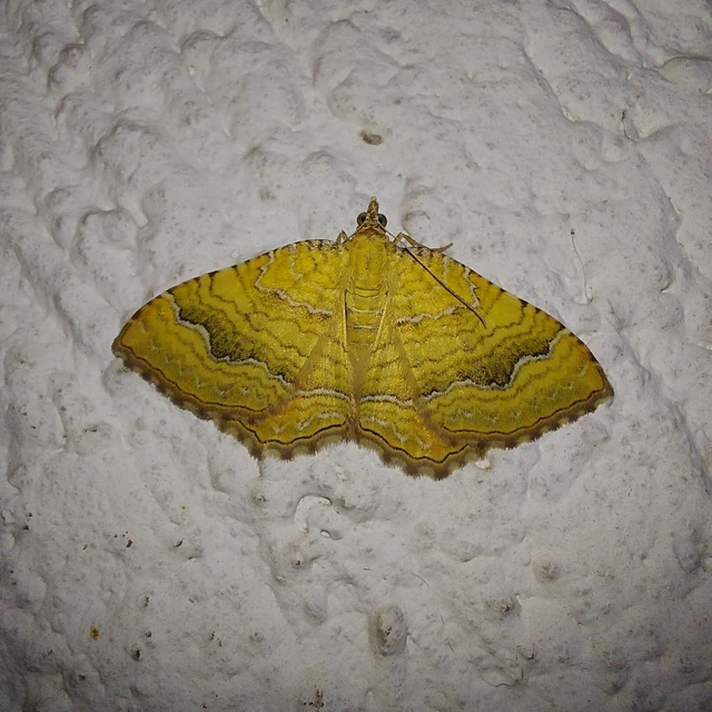 Camptogramma bilineata - kétvonalas sávosaraszoló