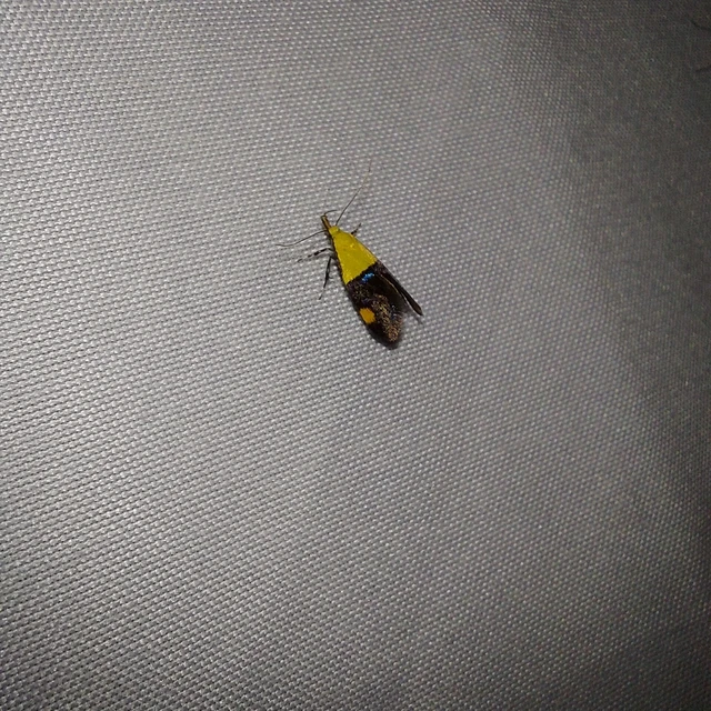 Oecophora bractella - kis díszmoly