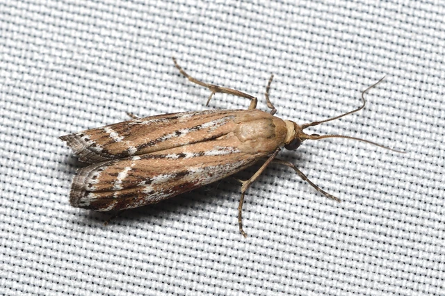 Pempeliella ornatella - díszes karcsúmoly