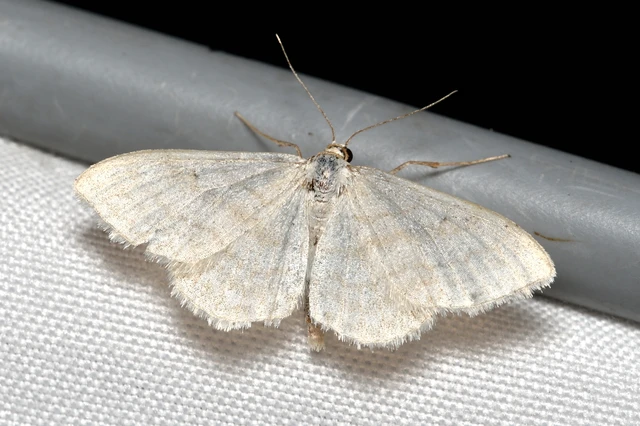Idaea subsericeata - ötvonalas apróaraszoló
