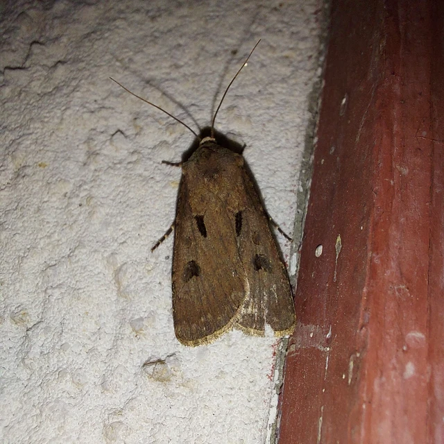 Agrotis exclamationis - felkiáltójeles földibagoly