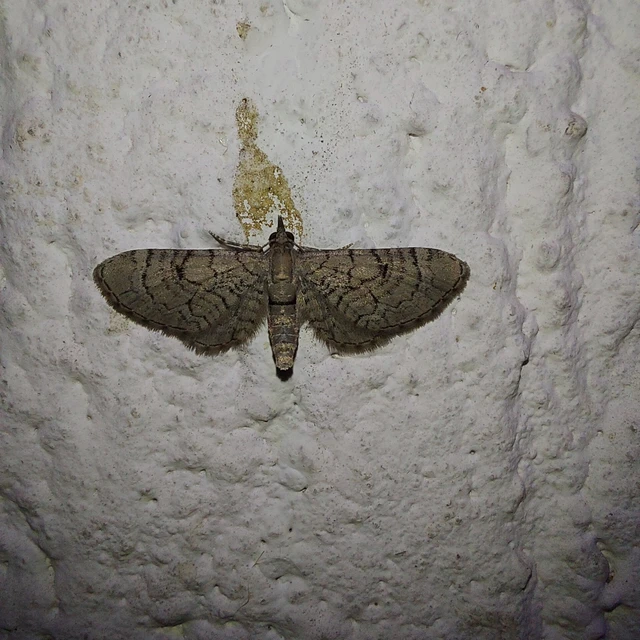 Eupithecia silenicolata - habszegfű-törpearaszoló