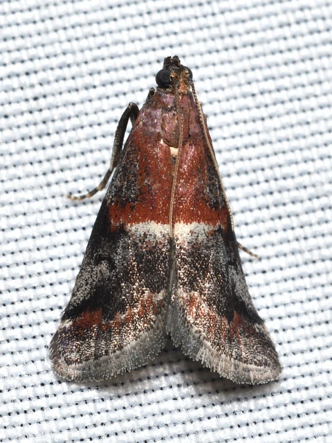 Acrobasis marmorea - márványos karcsúmoly