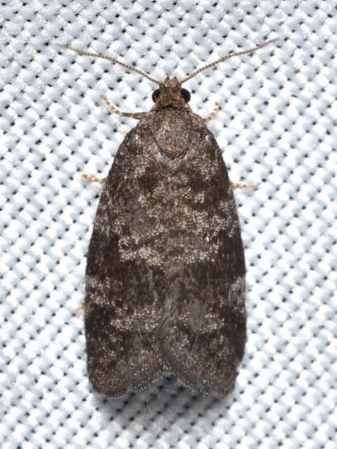 Neosphaleroptera nubilana - felhős sodrómoly