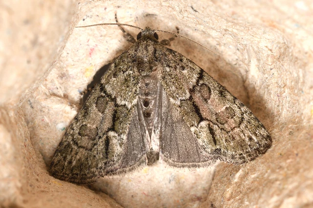 Cryphia fraudatricula - homoki zuzmóbagoly