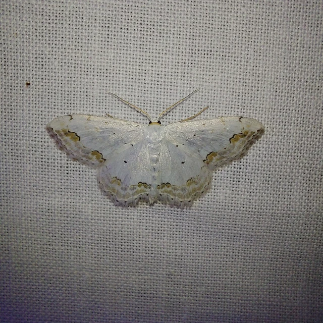 Scopula ornata - díszes fehéraraszoló