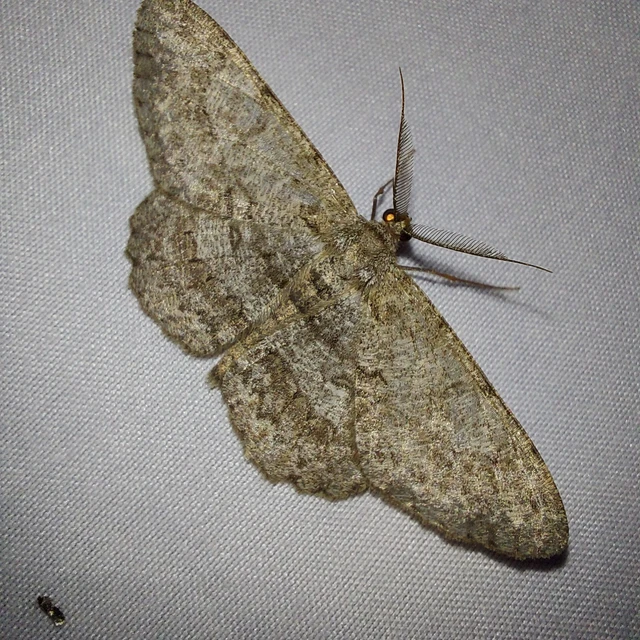 Hypomecis punctinalis - pettyes faaraszoló