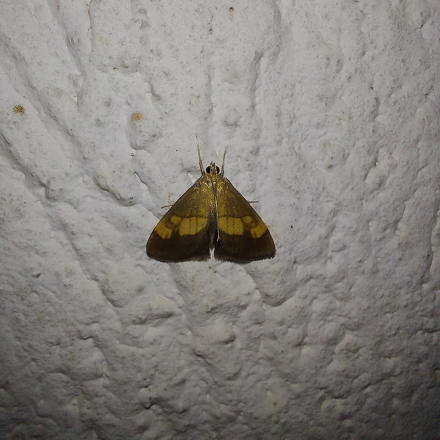 Evergestis limbata - közönséges dudvamoly