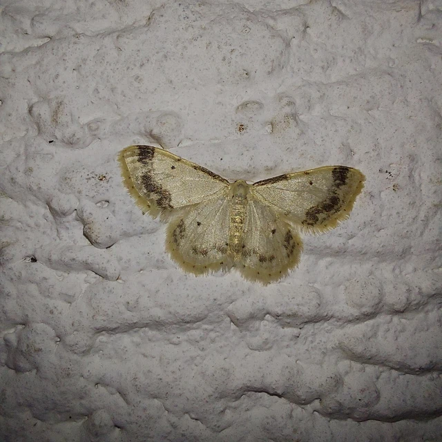 Idaea trigeminata - csúcsfoltos apróaraszoló