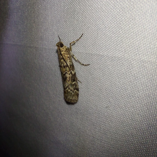 Dioryctria