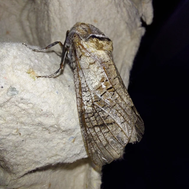 Cossus cossus - fűzfarontólepke