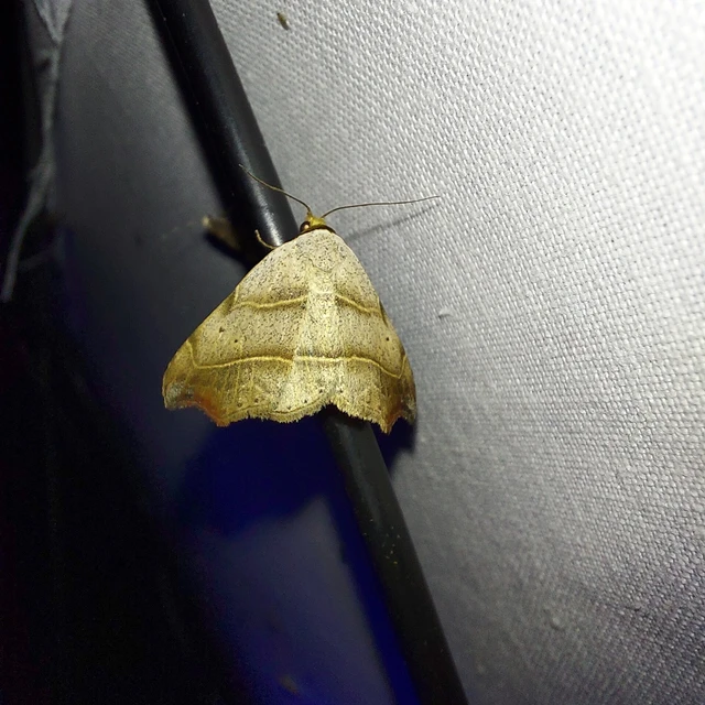 Laspeyria flexula - zuzmóbagoly