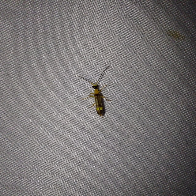 Cantharidae - lágybogárfélék