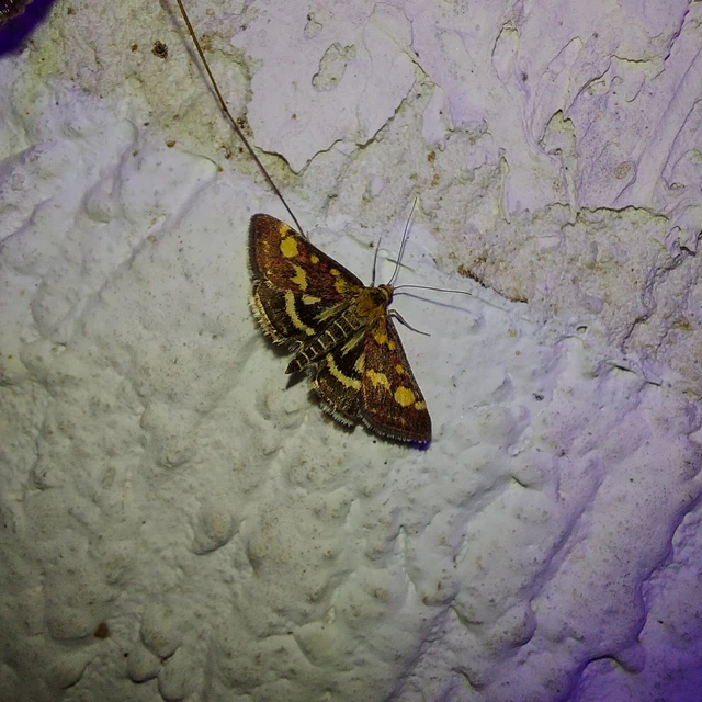 Pyrausta purpuralis - közönséges bíbormoly