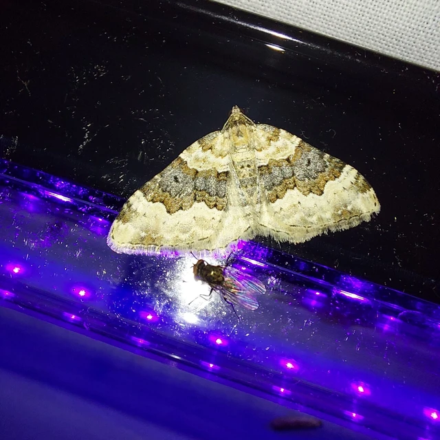 Epirrhoe galiata - sávos galajaraszoló