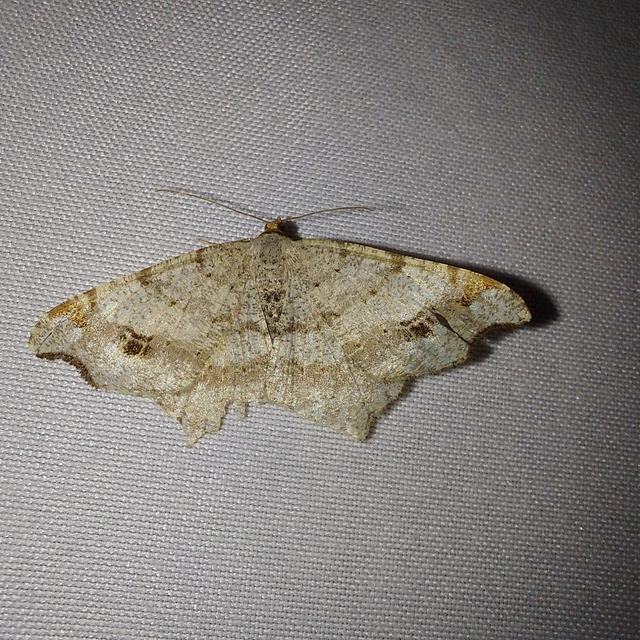 Macaria alternata - közönséges szürkearaszoló