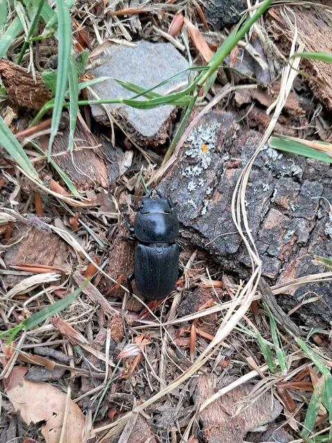 Dorcus parallelipipedus - kis szarvasbogár