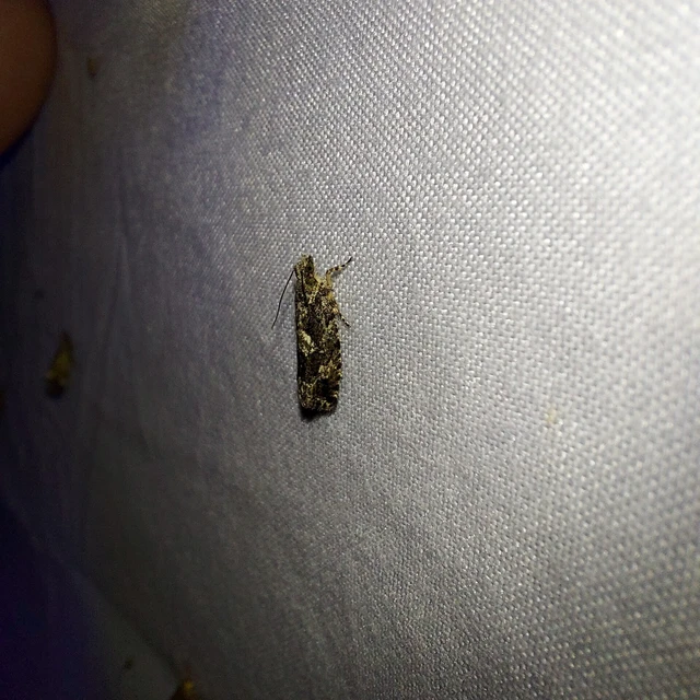Zeiraphera isertana - tölgysodró tükrösmoly