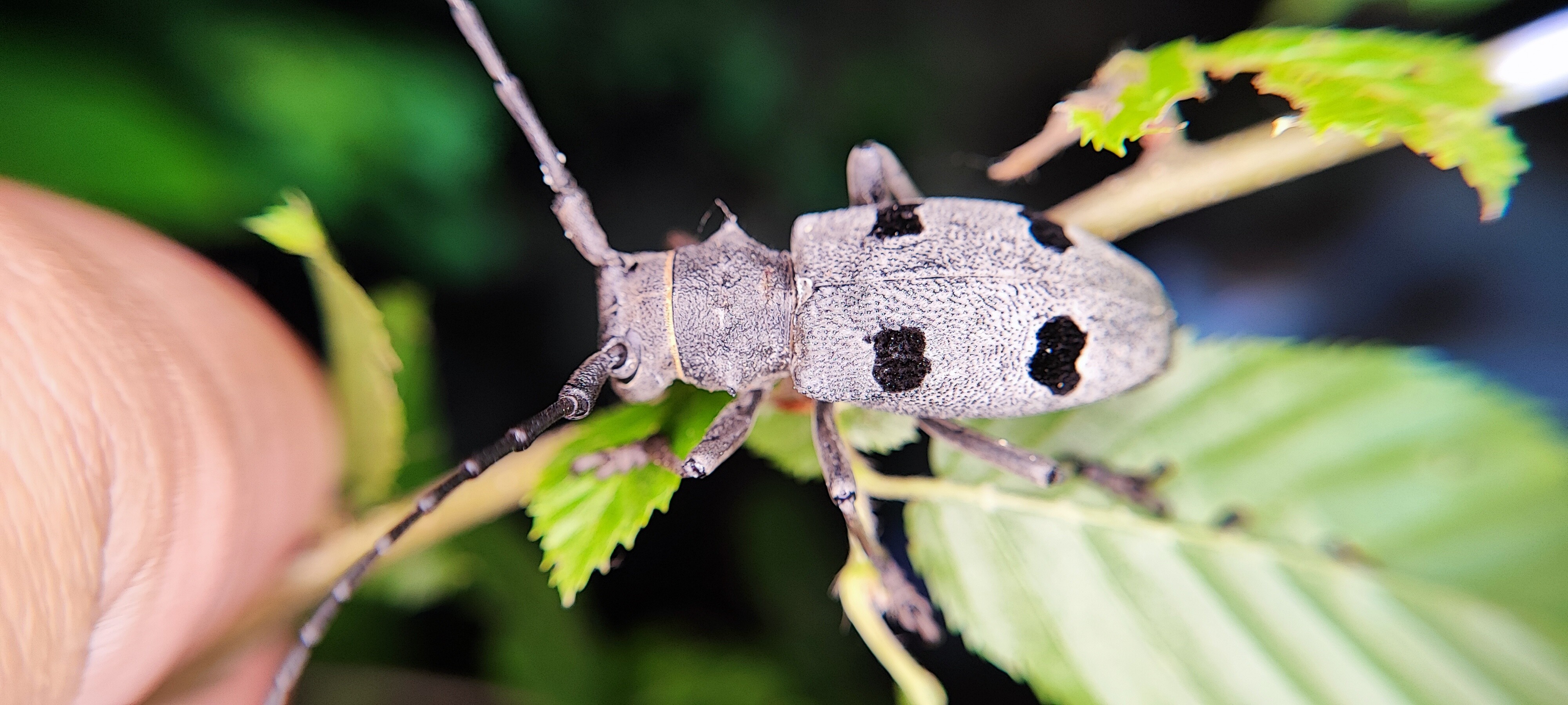 Morimus asper funereus - gyászcincér