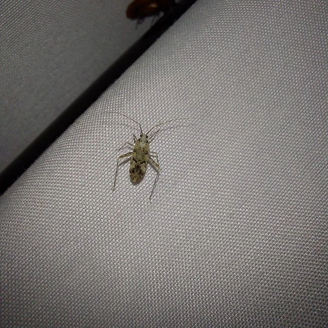 Phytocoris