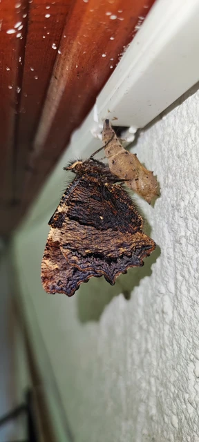 Nymphalis polychloros - nagy rókalepke