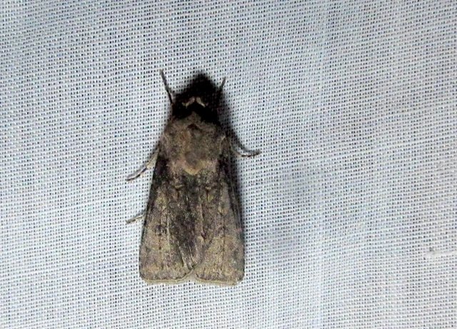 Agrotis segetum - vetési földibagoly