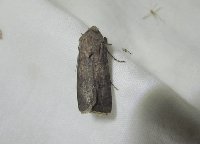 Agrotis segetum - vetési földibagoly