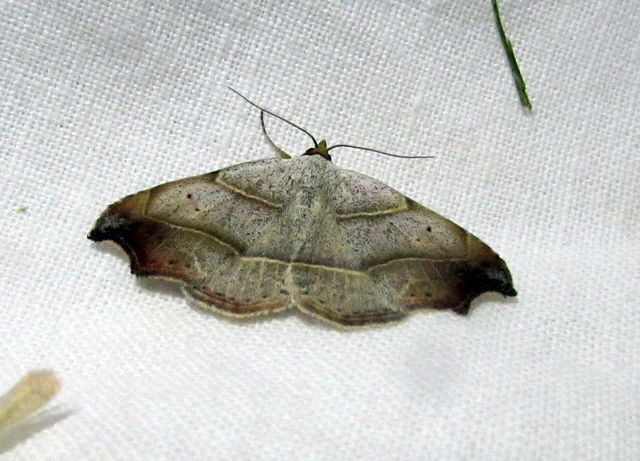 Laspeyria flexula - zuzmóbagoly