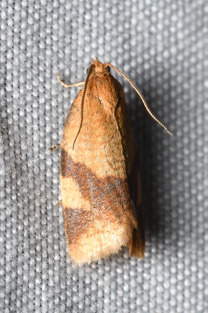 Aphelia ferugana - okkersárga sodrómoly