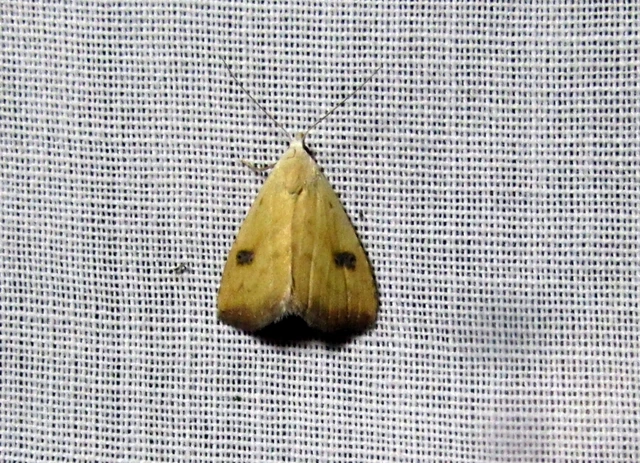 Rivula sericealis - selymes lórombagoly