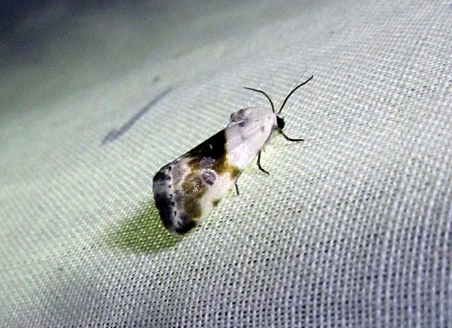 Ponometia candefacta - parlagfűbagoly