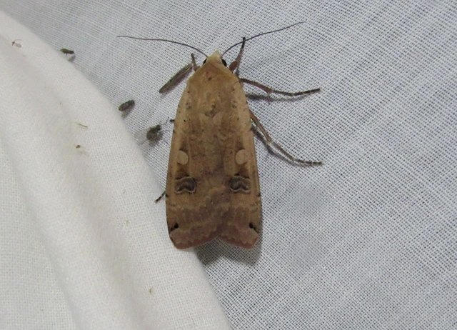 Noctua pronuba - nagy sárgafűbagoly