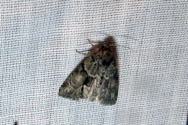 Cryphia fraudatricula - homoki zuzmóbagoly