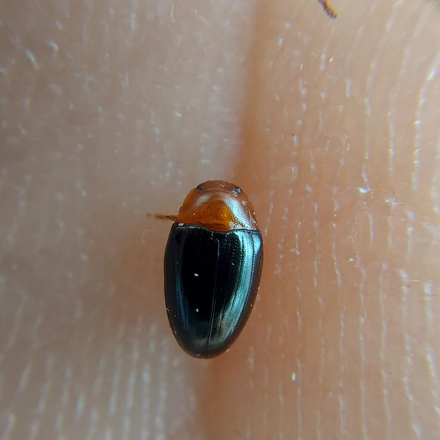 Triplax rufipes - feketehasú tarbogár