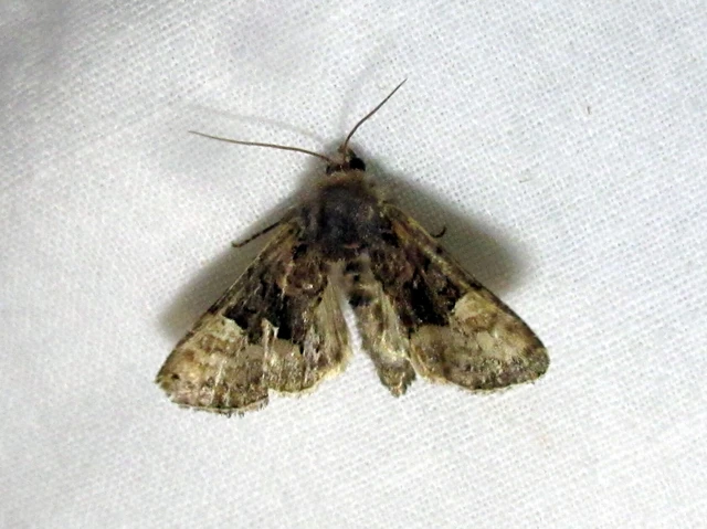 Euplexia lucipara - szeder-csipkésbagoly