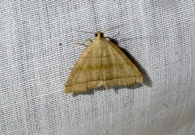 Herminia tarsicrinalis - szőröslábú karcsúbagoly